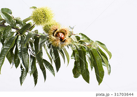 秋 枝 栗 31703644