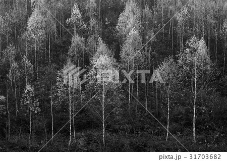 モノトーン 森 アート写真 31703682