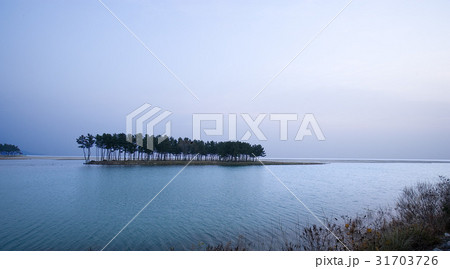 江原道 三陟 松 31703726