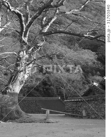 木 大興寺 韓国 31703840