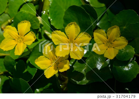 アサザの黄色の花咲く 31704179