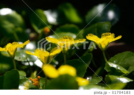 アサザの黄色の花咲く アサザの黄色の花咲く 31704183