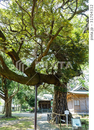 耳石神社の御神木 31704312