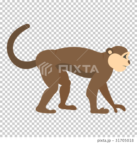 Macaque monkey icon isolated Macaque monkey icon isolated 31705018