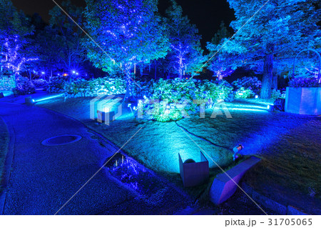 アジサイ ブルーライトアップ 31705065