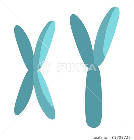 X and Y chromosomes icon isolated X and Y chromosomes icon isolated 31705722
