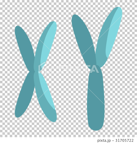 X and Y chromosomes icon isolated X and Y chromosomes icon isolated 31705722