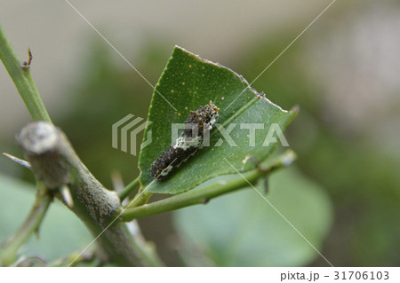 アゲハチョウ幼虫　4齢幼虫 31706103