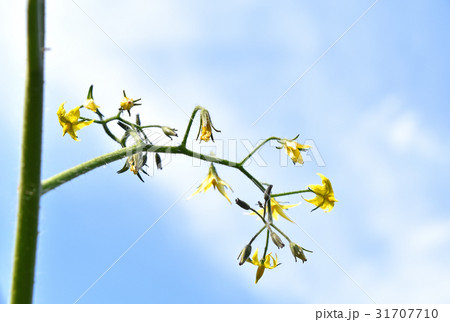 トマトの花 トマトの花 31707710