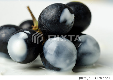 Fresh grape dip in yogurt,Healthy food Fresh grape dip in yogurt,Healthy food 31707721