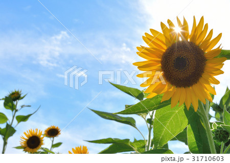 ヒマワリの花　青空背景 31710603