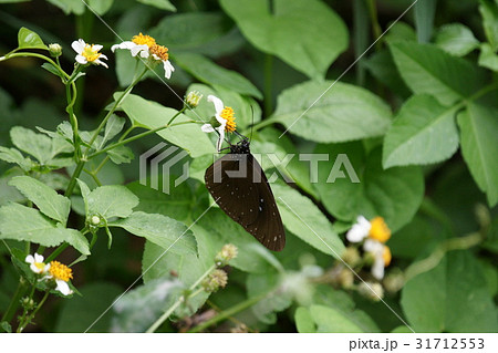 ツマムラサキマダラ マダラ蝶 蝶 31712553