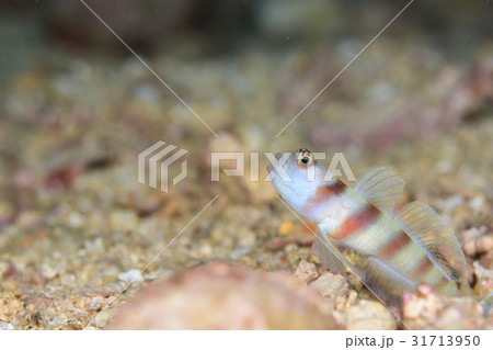 ヒメダテハゼ ヒメダテハゼ 31713950