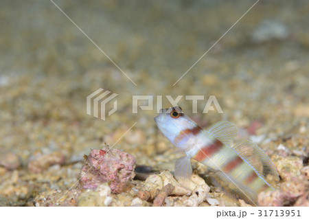 ヒメダテハゼ 31713951