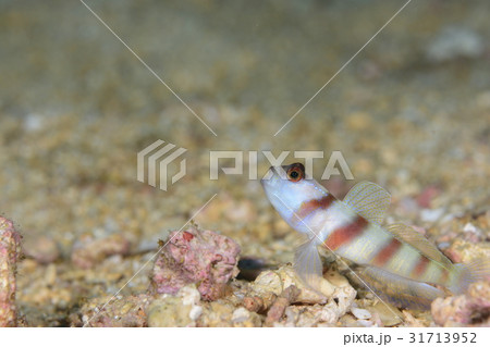 ヒメダテハゼ 31713952