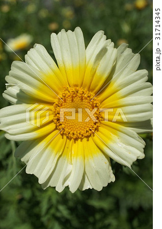 菊菜の花 菊菜の花 31714345