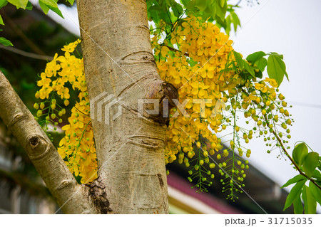花 フラワー お花 31715035