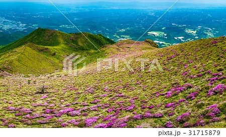 ミヤマキリシマ咲く高千穂峰 31715879