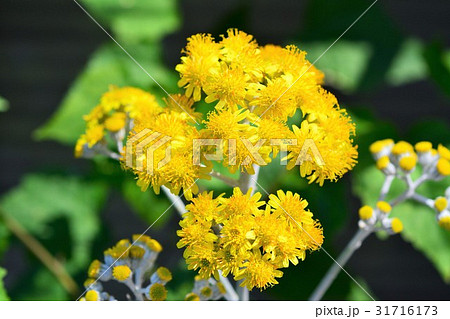 シロタエギク 31716173