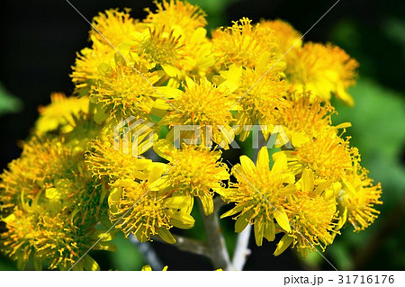 シロタエギク 31716176