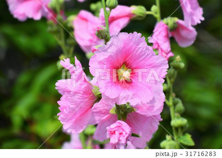 タチアオイ 31716283