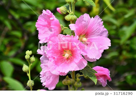 タチアオイ 31716290