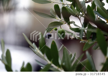 装飾（店内の一角）ディスプレイ 31716545