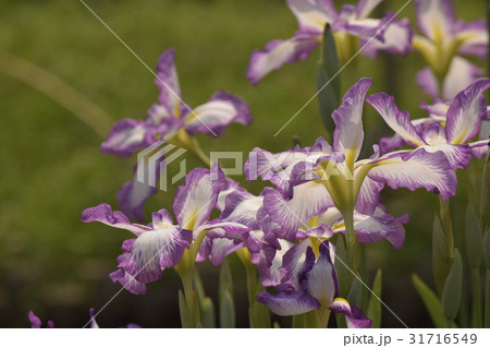 長生殿（花菖蒲の品種） 31716549