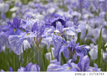 藤絞り 花菖蒲の品種 の写真素材