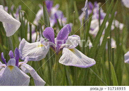 舟遊（花菖蒲の品種） 31716935