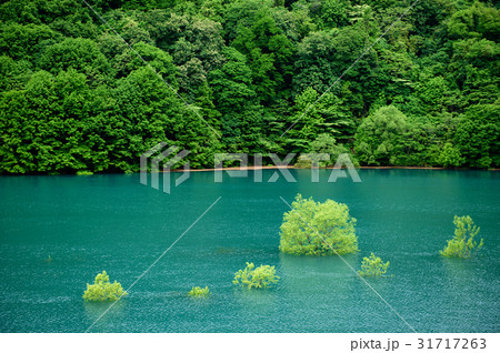 ダム湖の春 秋田県 ダム湖の春 秋田県 31717263