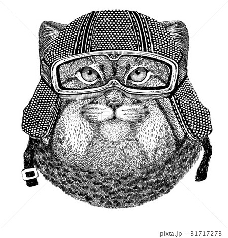 Wild cat Manul wearing vintage motorcycle helmet Wild cat Manul wearing vintage motorcycle helmet 31717273