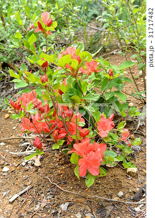 山道に咲いているヤマツツジ 31717482