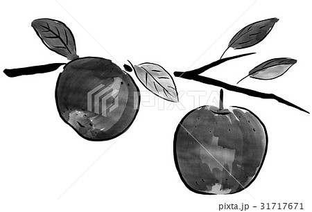 りんご ＜水墨画のくだもの＞のイラスト素材 [31717671] - PIXTA
