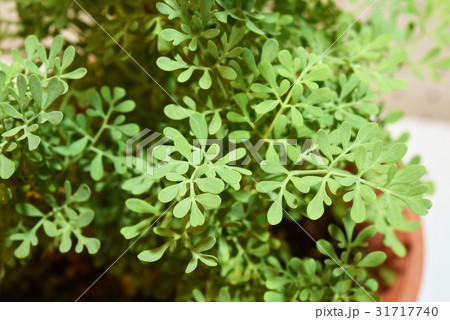 ヘンルーダ 31717740