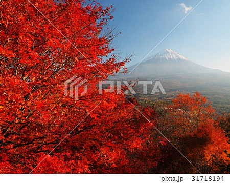 紅葉台から秋の富士山 31718194