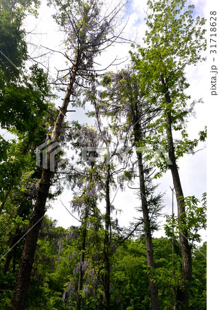 樹木に巻き付くヤマフジ 31718628