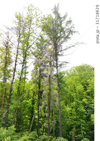 樹木に巻き付くヤマフジ 31718629