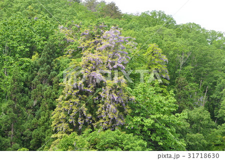 樹木に巻き付くヤマフジ 31718630