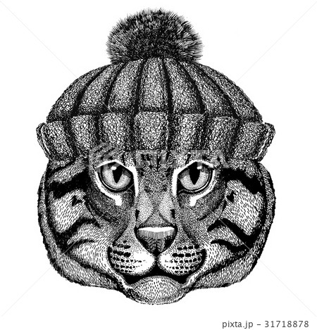 Wild cat Fishing cat wearing winter knitted hat Wild cat Fishing cat wearing winter knitted hat 31718878