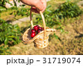Cherry in the basket on the man's hand 31719074