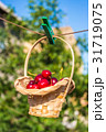 Cherry in a basket is hanging on clothespin 31719075