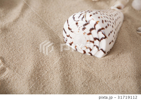 Sea beach sand and seashells background, natural 31719112