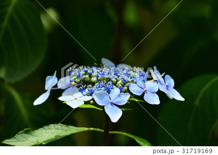 ガクアジサイの花 31719169