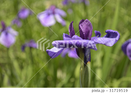 村祭(花菖蒲の品種) 村祭(花菖蒲の品種) 31719519