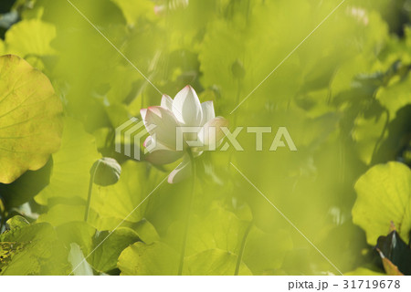 睡蓮 スイレン 水連 31719678