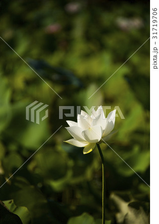 睡蓮 スイレン 水連 31719706