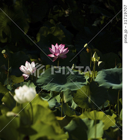 睡蓮 スイレン 水連 31719707