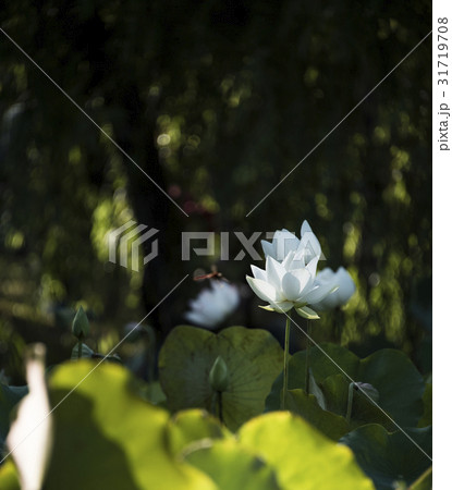 睡蓮 スイレン 水連 31719708