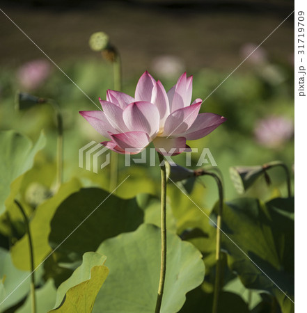 睡蓮 スイレン 水連 31719709